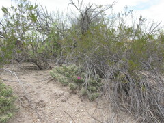 Echinocereus enneacanthus enneacanthus