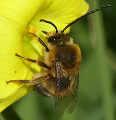 Eucera