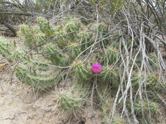 Echinocereus enneacanthus enneacanthus