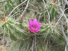 Echinocereus enneacanthus enneacanthus