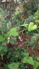 Aristolochia baetica