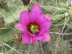 Echinocereus enneacanthus enneacanthus