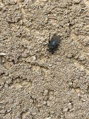 Pseudolynchia canariensis