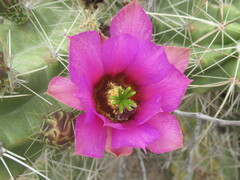 Echinocereus enneacanthus enneacanthus