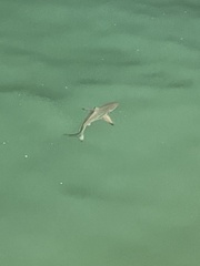 Carcharhinus limbatus