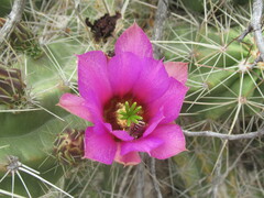 Echinocereus enneacanthus enneacanthus