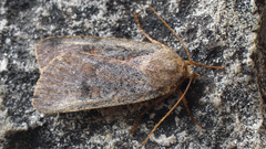 Protolampra sobrina