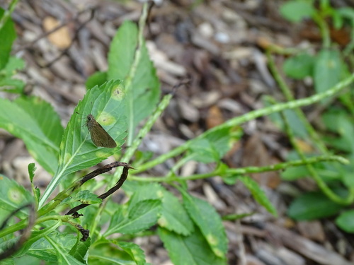 Three-spotted Skipper photo 4