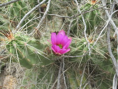 Echinocereus enneacanthus enneacanthus