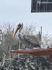 Pelecanus occidentalis urinator