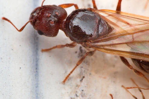 African Big-headed Ant