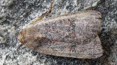 Protolampra sobrina