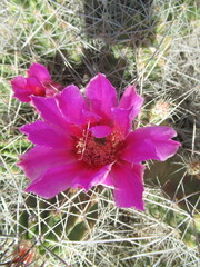 Echinocereus enneacanthus enneacanthus