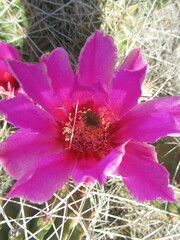 Echinocereus enneacanthus enneacanthus