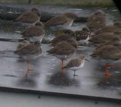 Calidris alpina