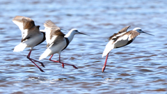 Cladorhynchus leucocephalus