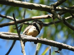 Hypnelus ruficollis