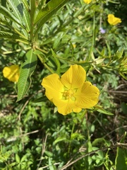 Ludwigia elegans