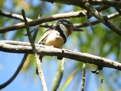 Hypnelus ruficollis