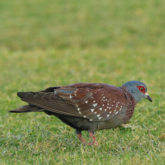 Columba guinea phaeonota