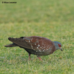 Columba guinea phaeonota