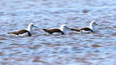 Cladorhynchus leucocephalus