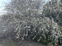 Ceanothus crassifolius