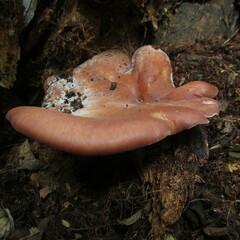 Echinochaete brachypora