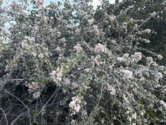 Ceanothus crassifolius