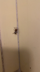 Scotophaeus blackwalli