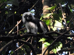 Saguinus oedipus