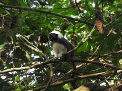 Saguinus oedipus
