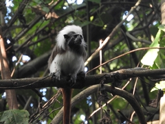 Saguinus oedipus