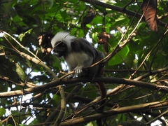 Saguinus oedipus