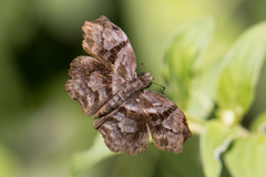 Helias phalaenoides