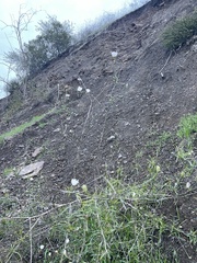 Malacothrix saxatilis