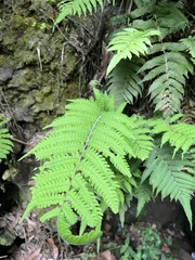 Pityrogramma calomelanos