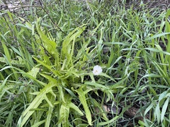 Malacothrix saxatilis