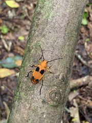 Myzomorphus quadripunctatus