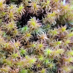 Geheebia gigantea