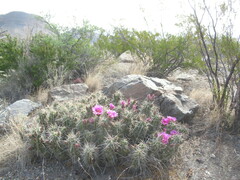 Echinocereus enneacanthus enneacanthus