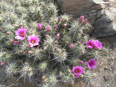 Echinocereus enneacanthus enneacanthus