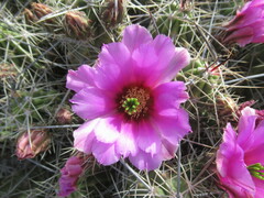 Echinocereus enneacanthus enneacanthus