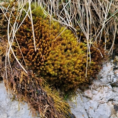 Geheebia gigantea