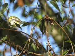 Setophaga virens