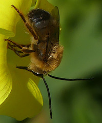 Eucera