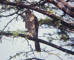 Accipiter minullus