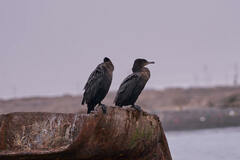 Nannopterum brasilianum