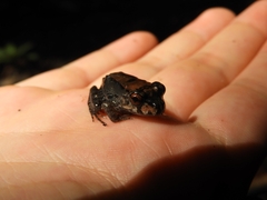 Leptodactylus savagei