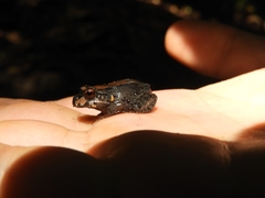 Leptodactylus savagei